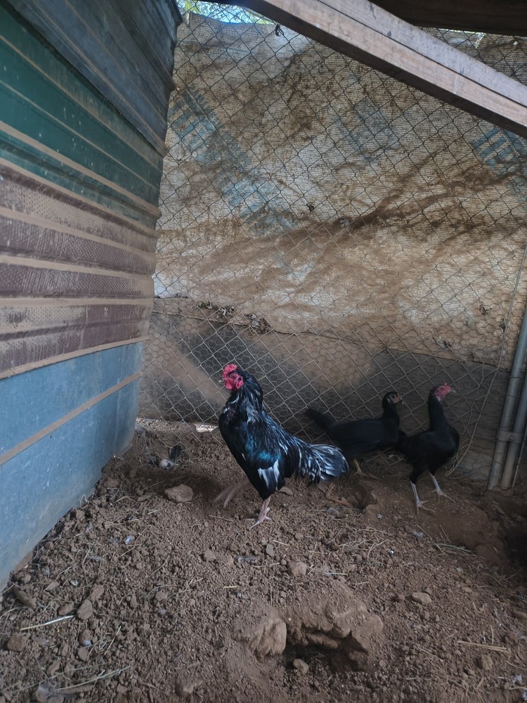 6 Black AsilHatching Eggs