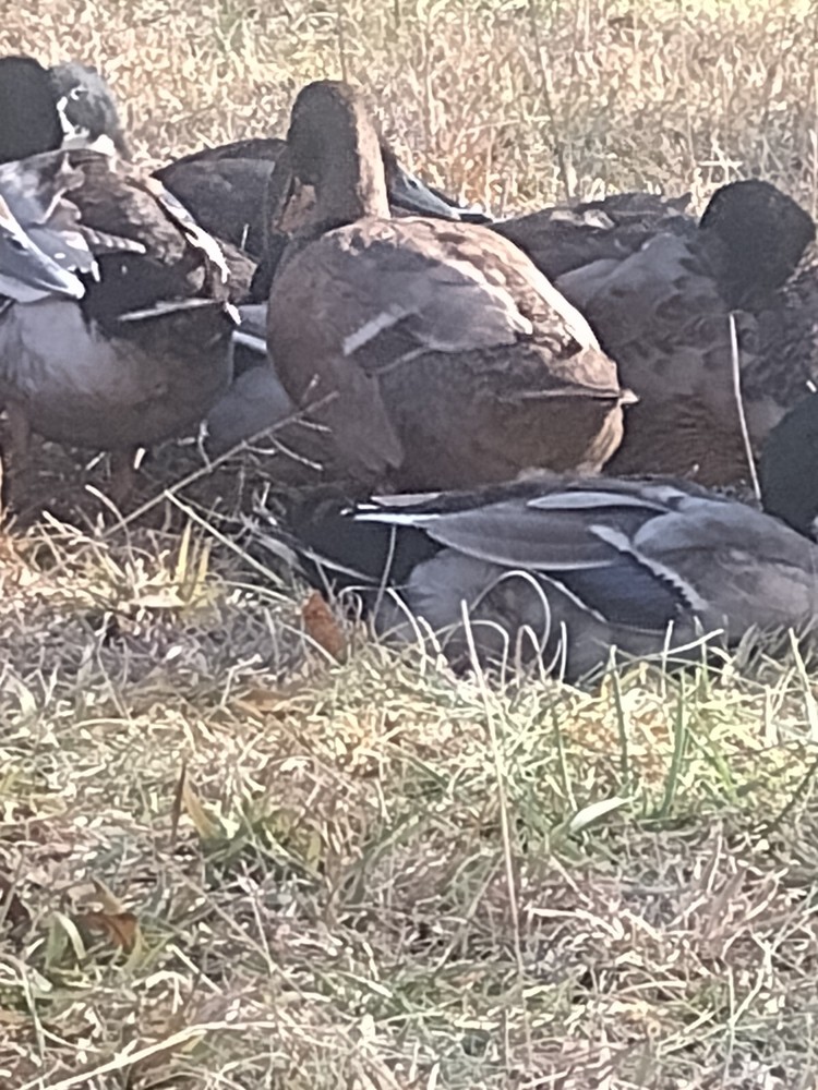 Fertile Golden 300 (Duck) Hatching eggs ( 6 - HALF dozen )