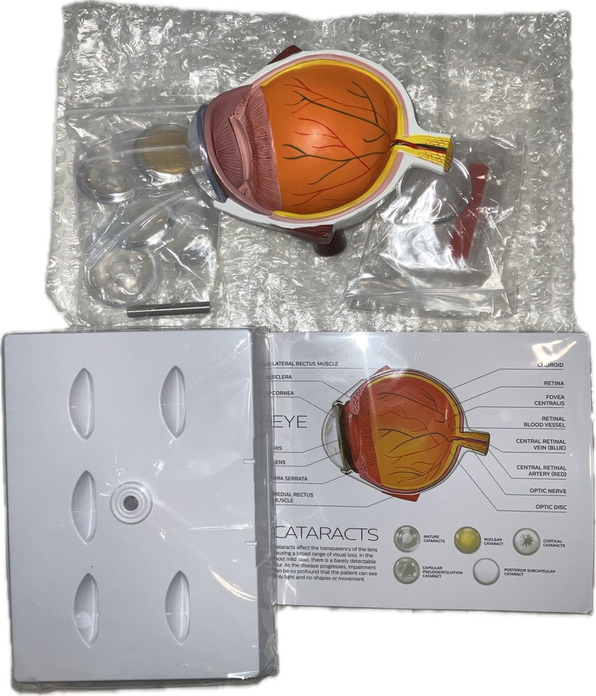 Human Eye Anatomical Eyeball Model W/Display Base