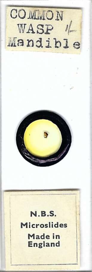 Common Wasp Mandible Microscope Slide by N.B.S.
