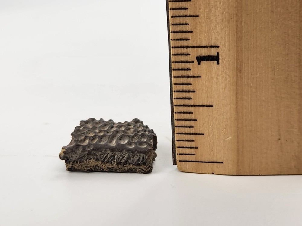 Turtle Shell Fossil - Judith River Fm. - Hill Co., MT
