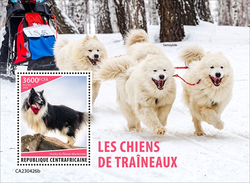 Sledge dogs
