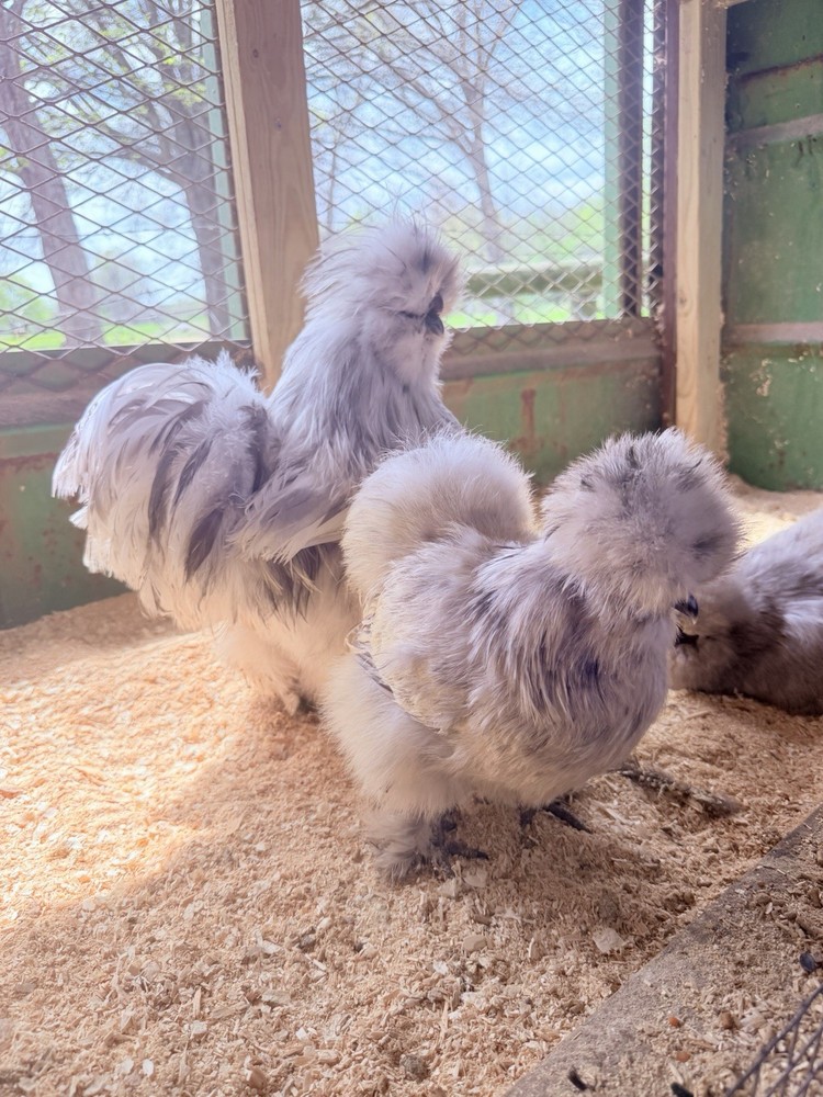 12+ Splash Silkie Hatching Eggs
