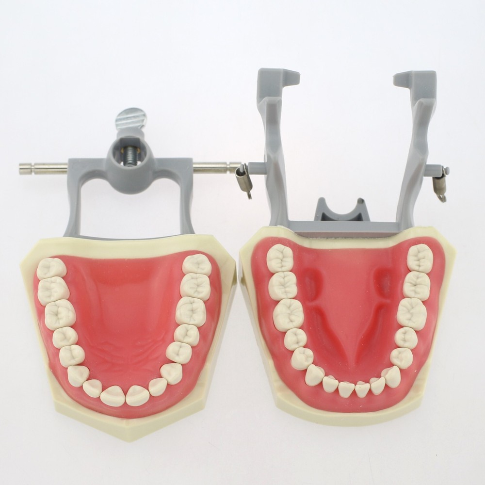 Dental Typodont Teeth Model Columbia 860 32 Removable Teeth Training Dentoform