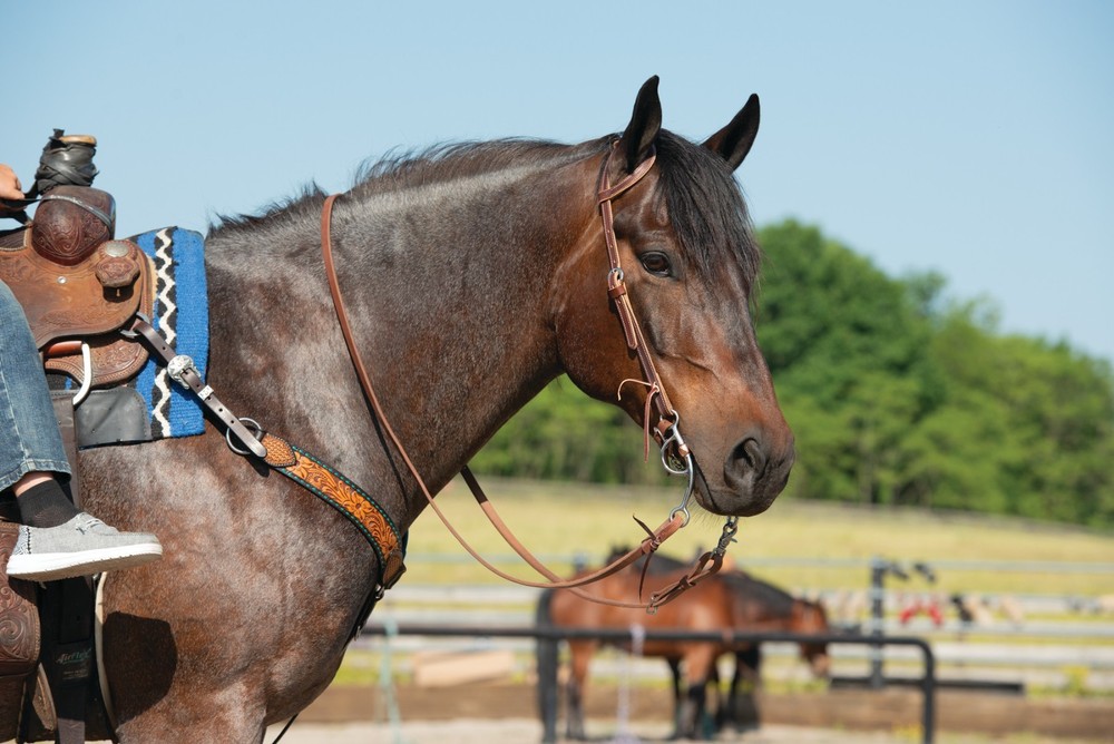 Weaver Leather, Latigo Leather Headstall