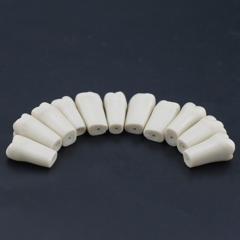 Columbia 860 Type Dental Simulation 32PCS Teeth Typodont Model Exam Teaching