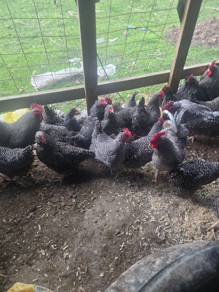 Barred Rock Hatching Eggs-12 Plus 2 Extra