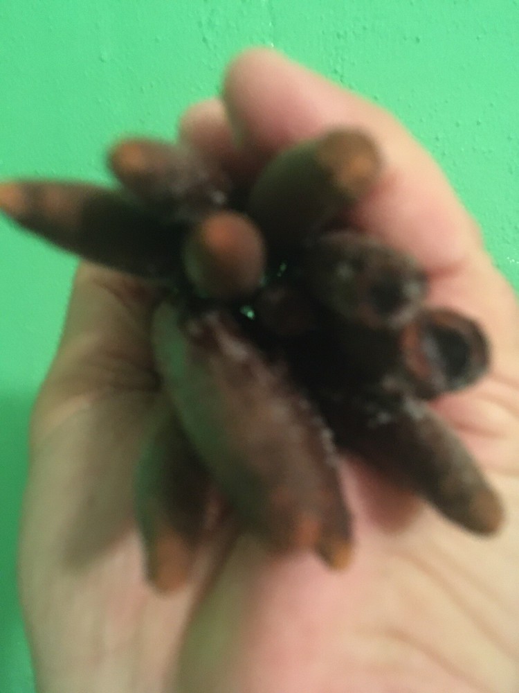 3 Florida mangrove seeds