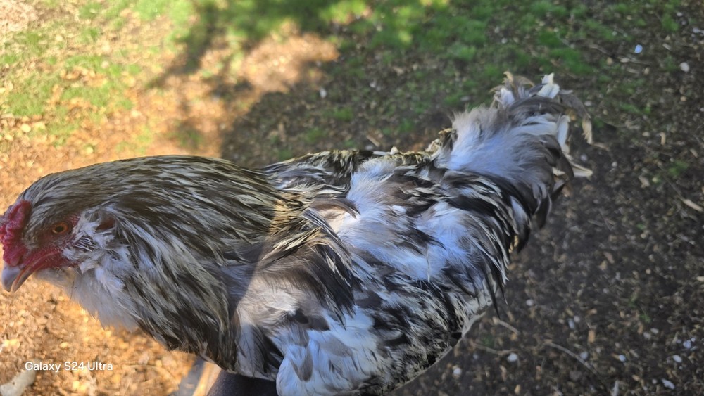 Chocolate/ Splash (Project) Ameraucanas Hatching Eggs from a fun pen!