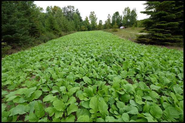 20 LBS PURPLE TOP TURNIPS DEER FOOD PLOT SEED