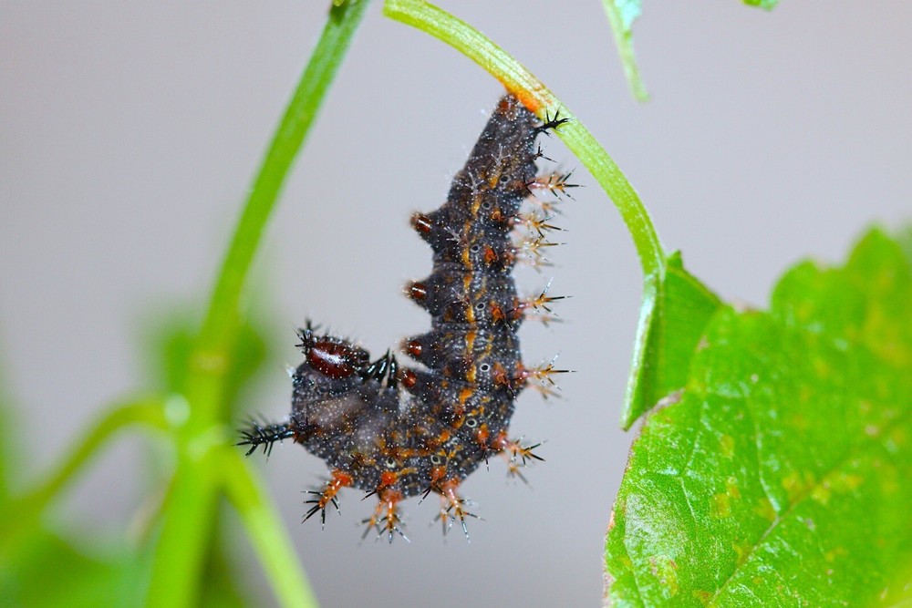 FARM RAISED QUESTION MARK BUTTERFLY FEMALE - Polygona Interrogationis