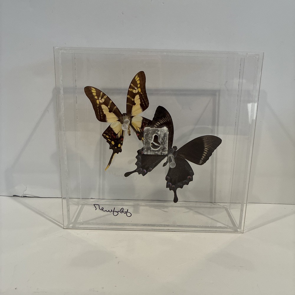 John Jurek Acrylic Butterfly Box