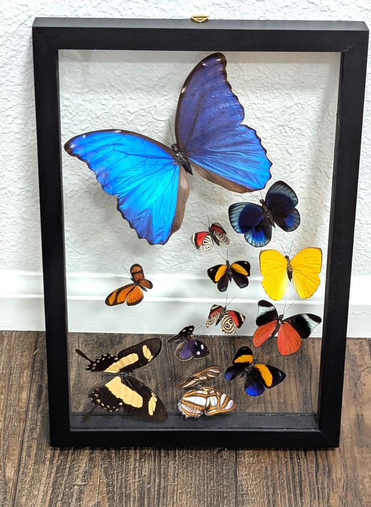 12 REAL BUTTERFLIES FRAMED COLLECTION DOUBLE GLASS