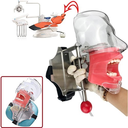 Dental Materials Oral Preparation Model Instruments Tools Simulation Head Molds