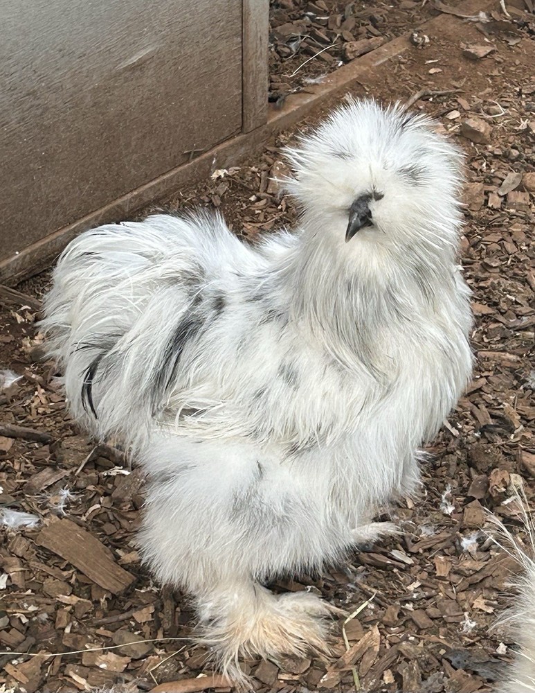 6 silkie/satin hatching eggs