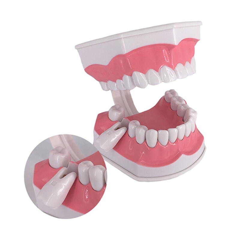 Dental Teaching Model with A Teeth Brush Dentist Educational Demonstration Tool