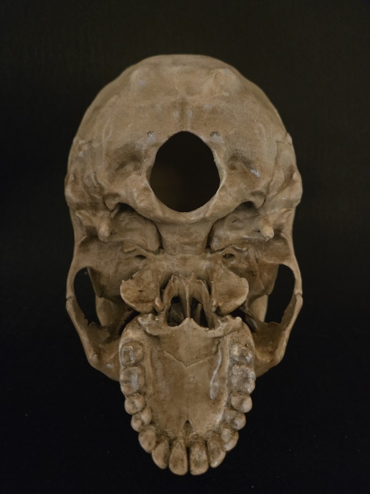 Human Skull Enlongated Realistic