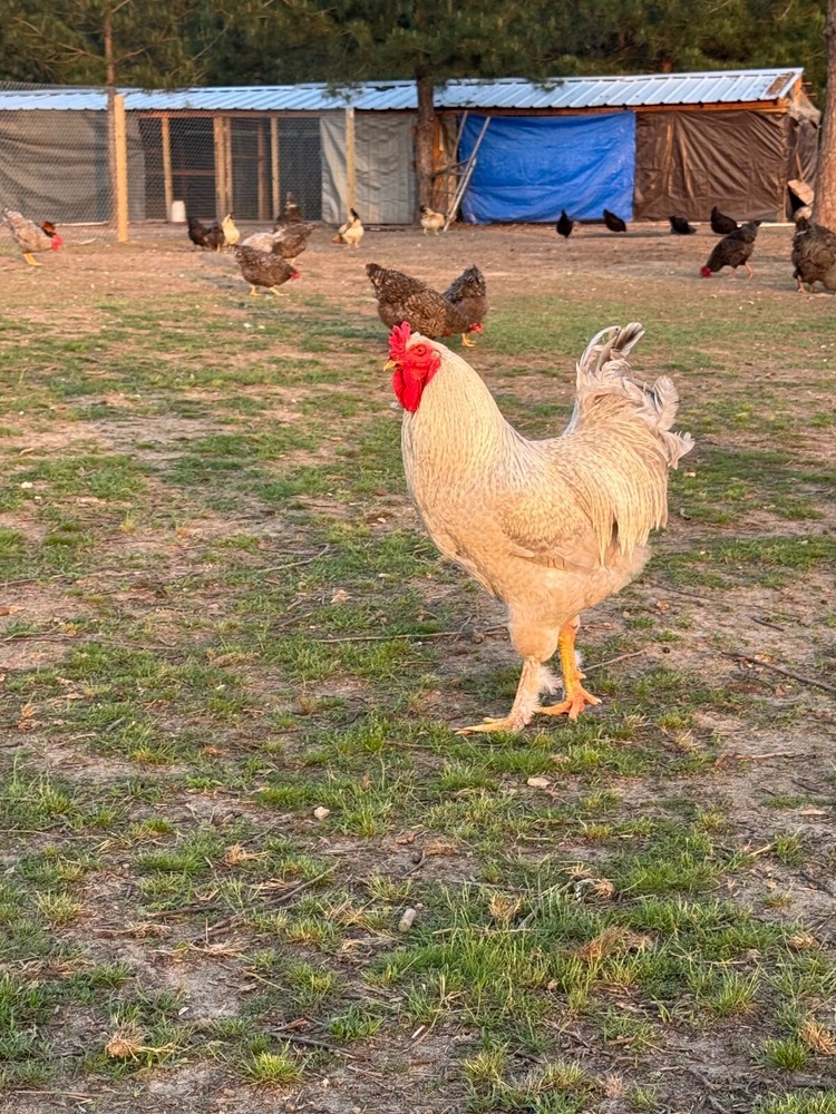 24 Chicken Egg ( Rare breeds Mix )