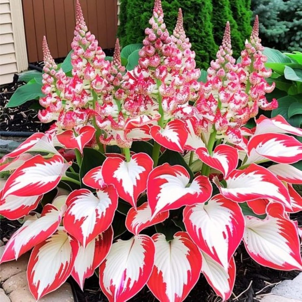 Hosta Plant Seeds 100Pcs White Red