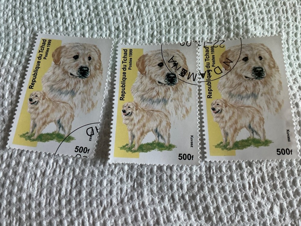 KUVASZ DOG