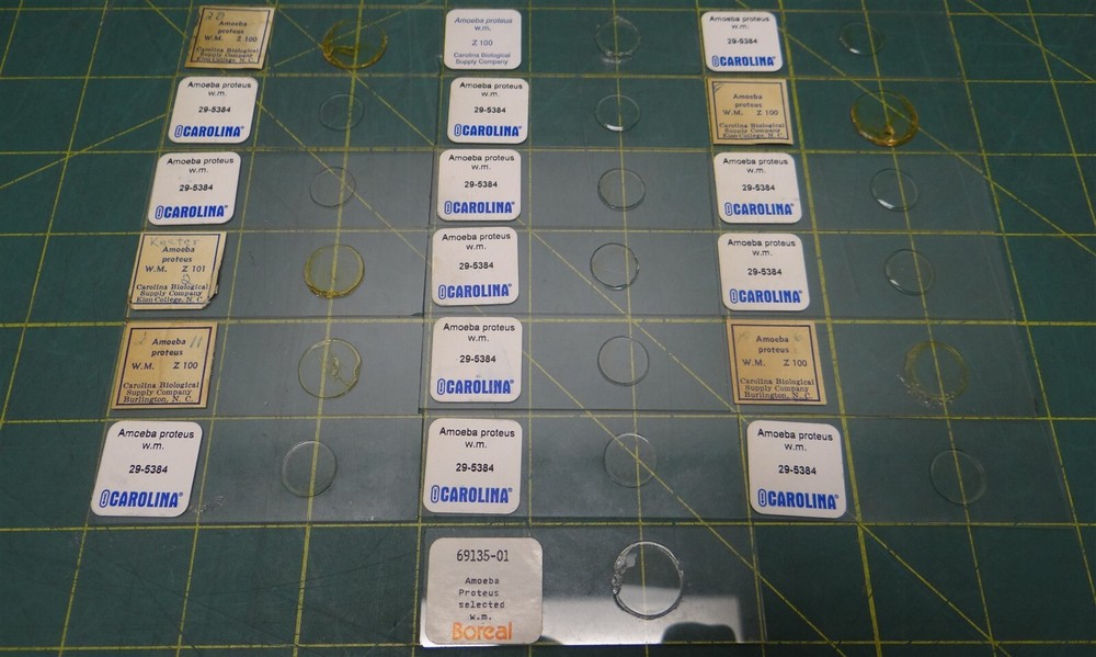 (19 Pack) Misc. Brands Ameoba Proteus Prepared Microscope Slides in Storage Box