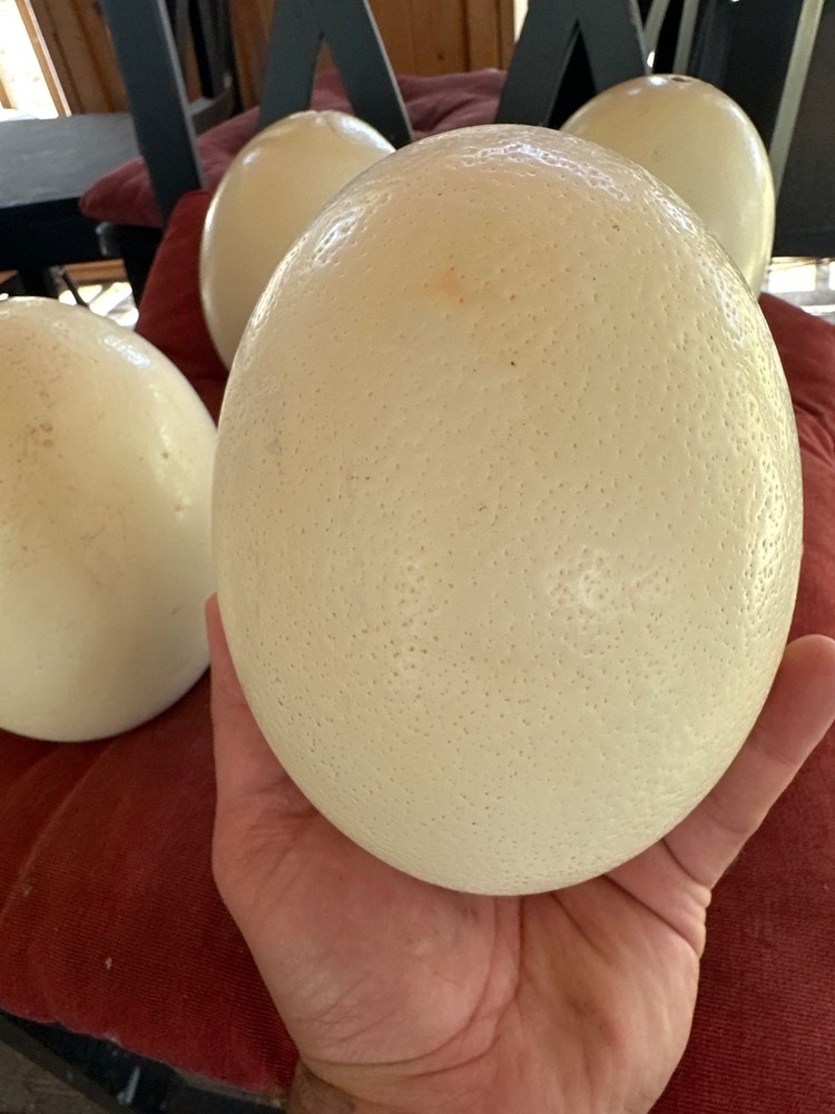 Ostrich Egg Blown Out Crafting Home Decor 6" Eggshell