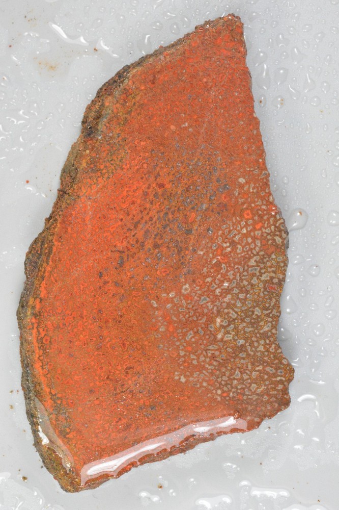 Orange Agatized Dinosaur Bone, New Mexico, 100 grams