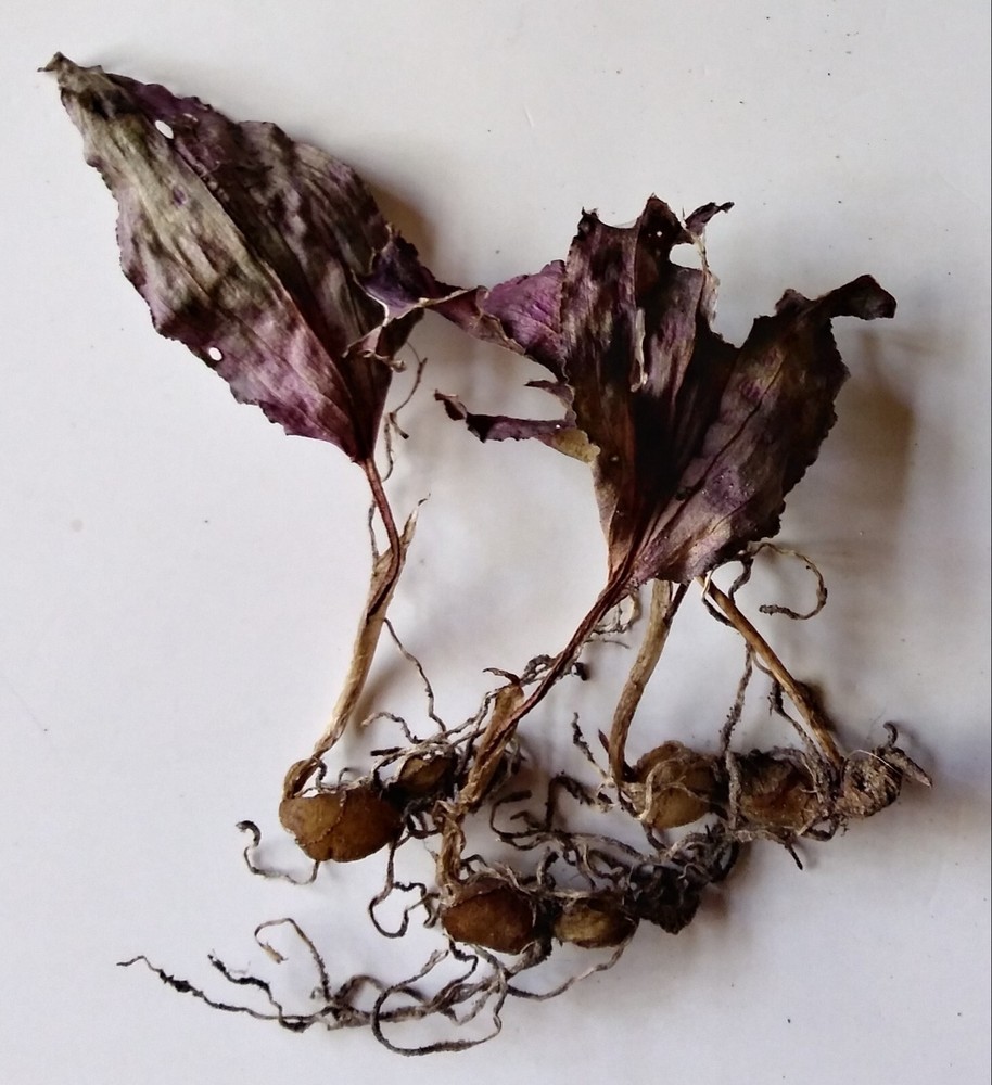 Authentic Adam And Eve Root Pair