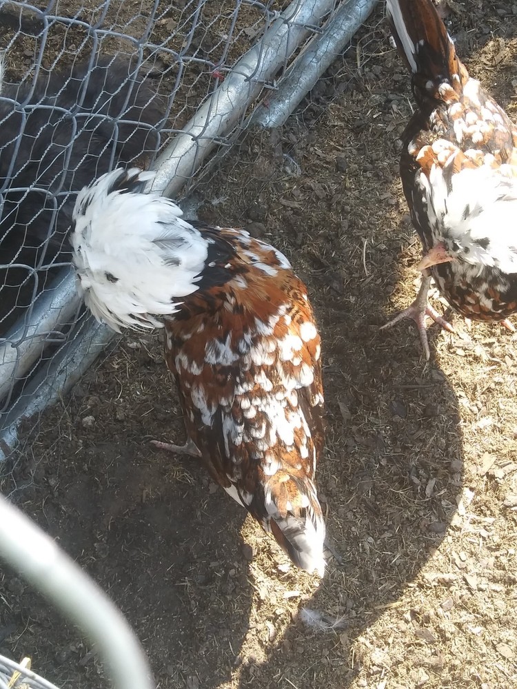 1 Dozen NPIP Tolbunt Polish Hatching Eggs