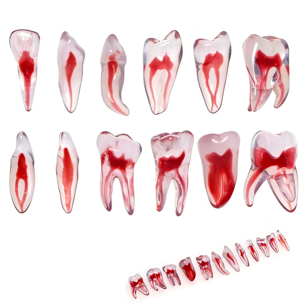 12 Sizes Dental 3D Curved Root Teeth Model RCT Endo Practice Training Tooth Mode