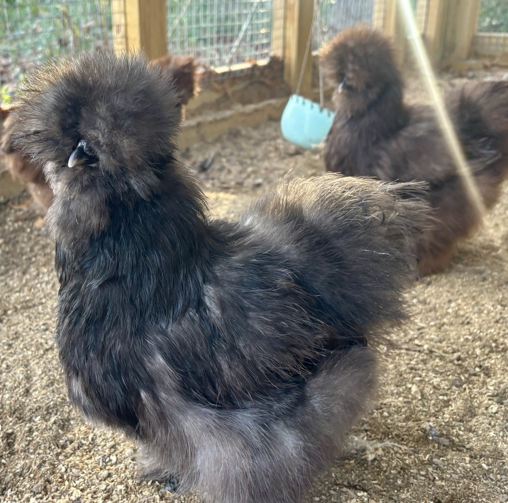 NPIP/ai clean Silkie chicken hatching eggs