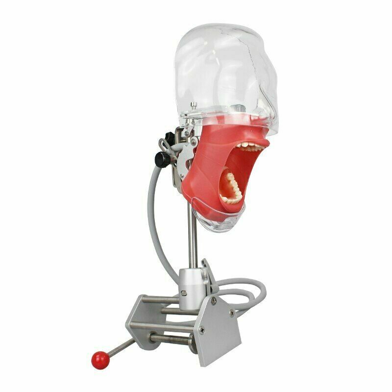 Dental Simulator Phantom Head Model for Dental Education Training Practice