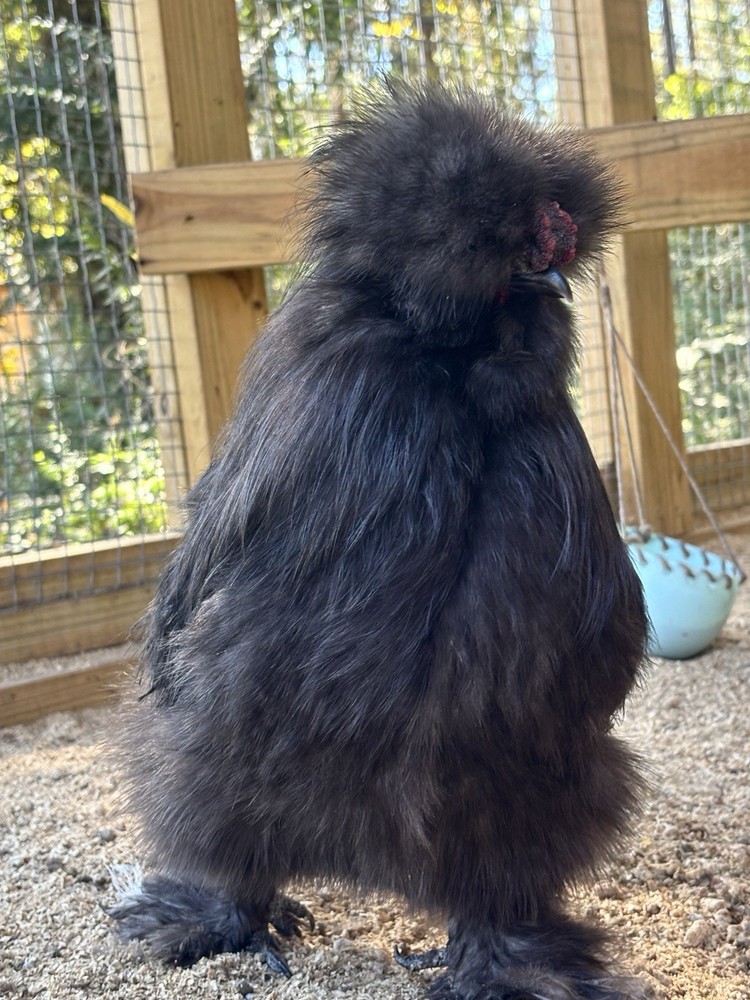 NPIP/ai clean Chocolate Silkie hatching eggs!