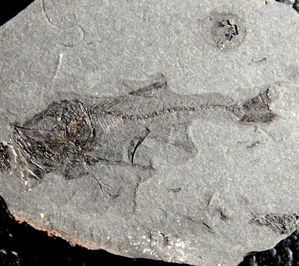 Vinciguerria distincta - Fossil fish
