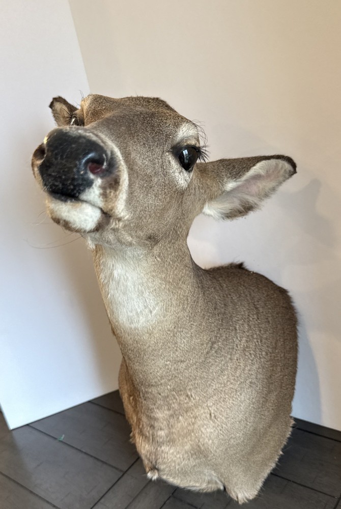 Shoulder Mount White Tail Deer- Doe Taxidermy