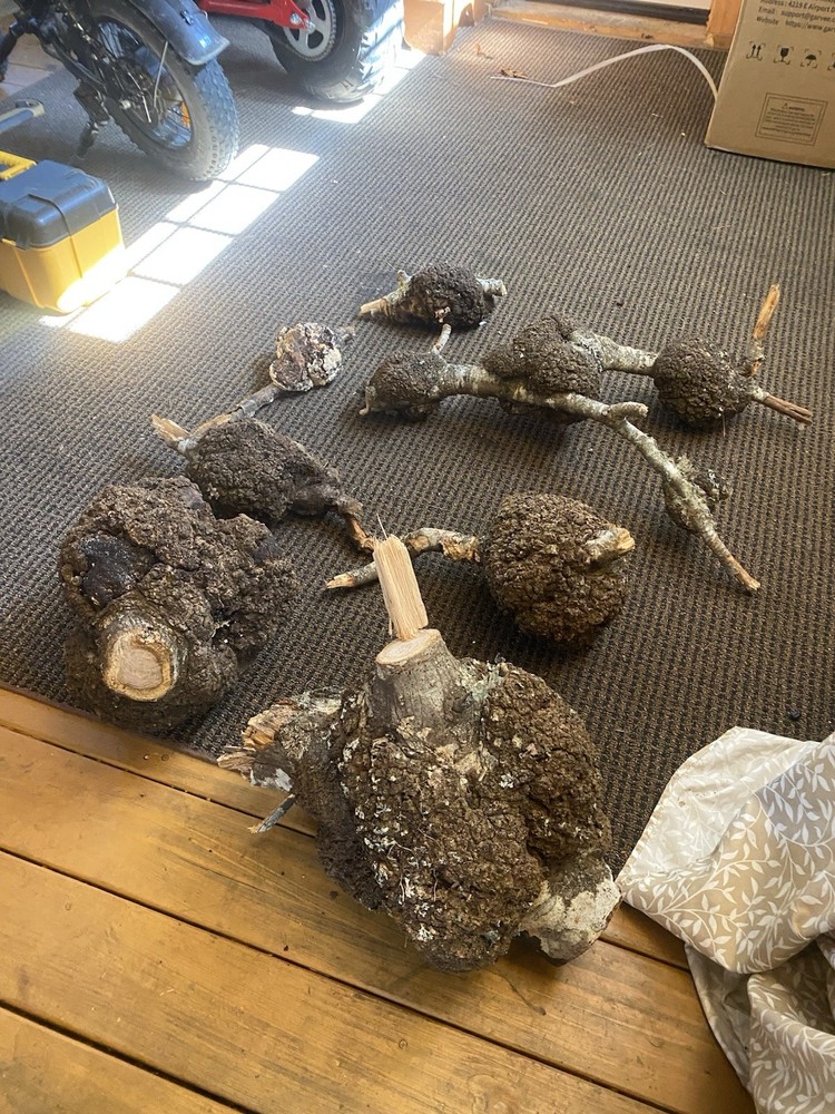 10 ELM BURLS Small To Large Sized
