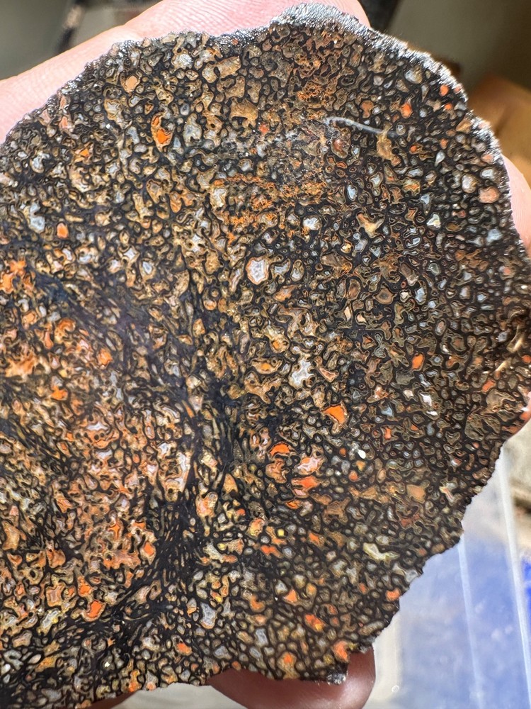 Dinosaur bone rough **hxtled end cut.