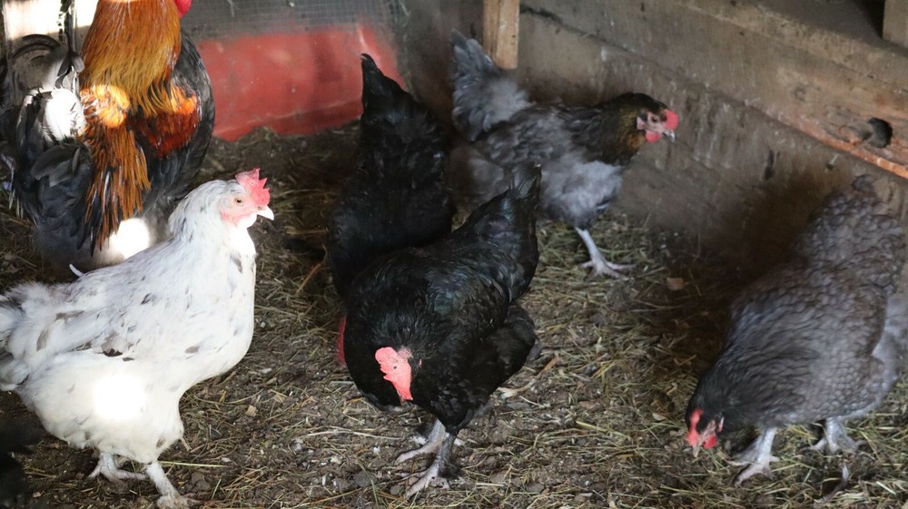 5+ Blue Black Splash (BBS) Marans Hatching Eggs | TN NPIP CERTIFIED