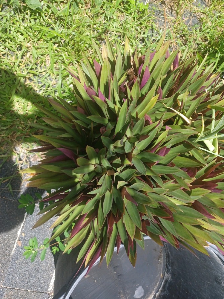 20 Bare root Dwarf Oyster great edge