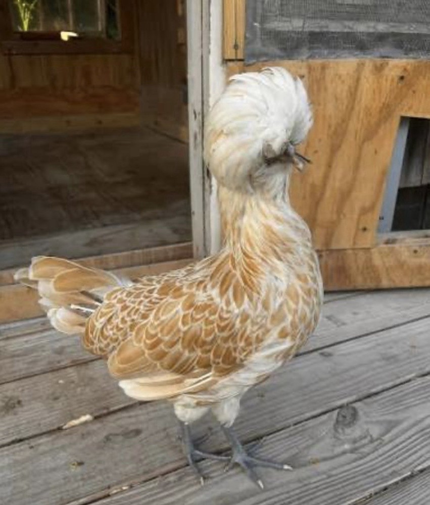 12+ Silver and Buff Laced Polish Hatching Eggs