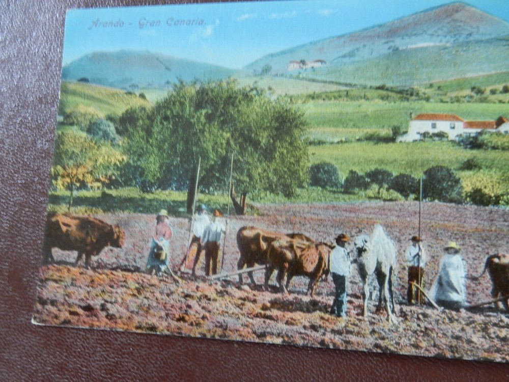 ARANDO GRAN CANARIA POSTCARD EARLY 1900S