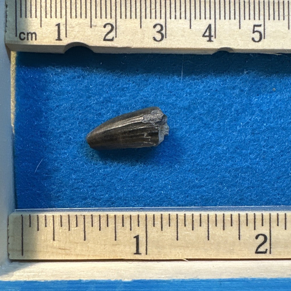 Suchomimus Extinct Dinosaur Tooth Fossil in Display Case