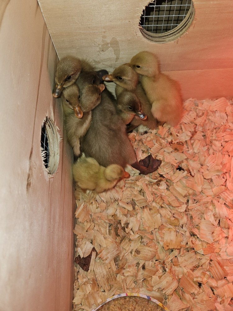 Muscovy Duck Hatching Eggs 12