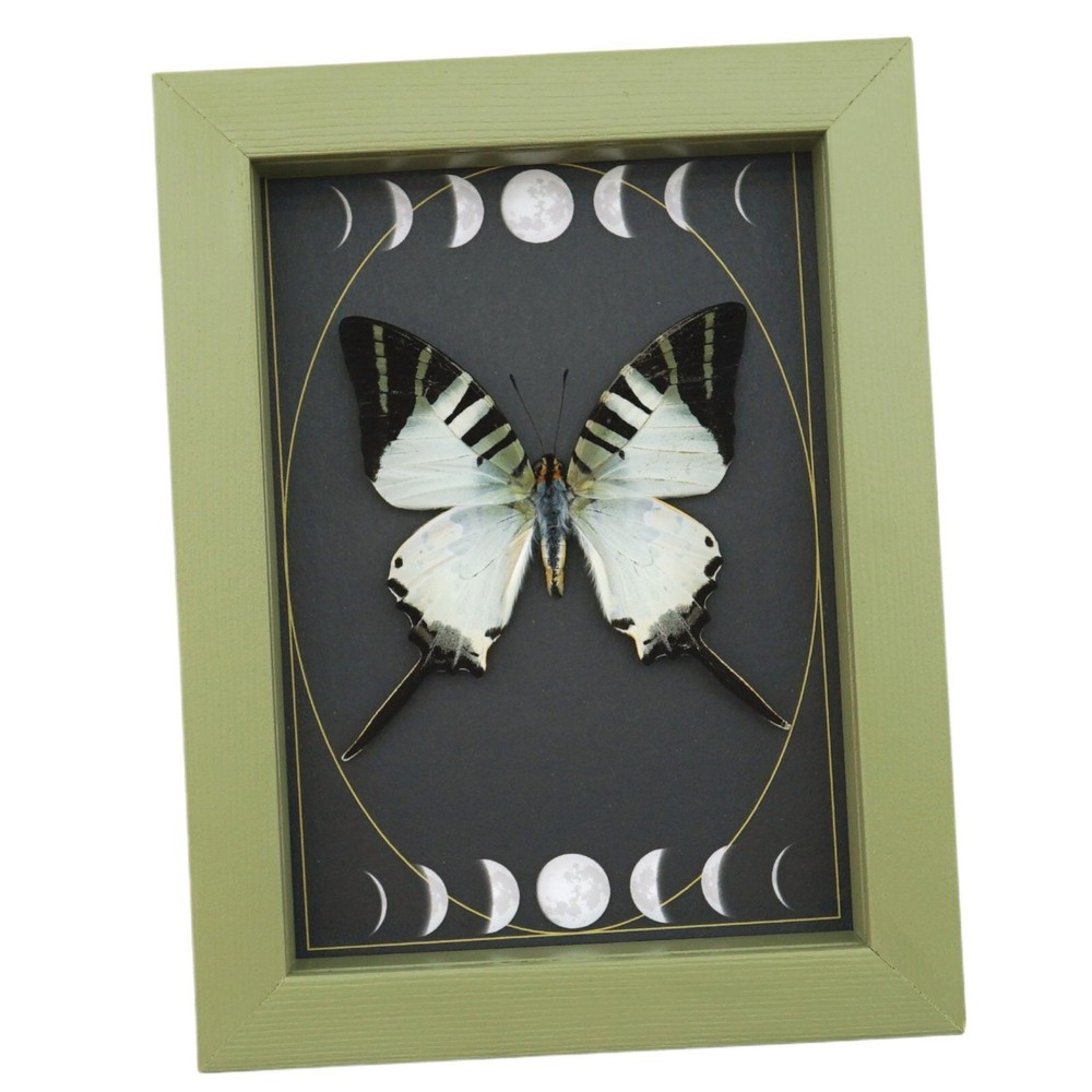 Graphium antiphates Butterfly Framed White Swallowtail Moon Phases Sage Green