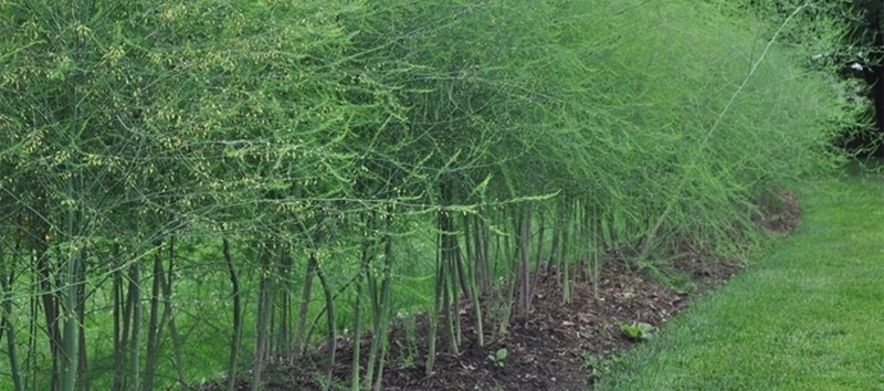 20 Millenium Asparagus Roots - Asparagus officinalis - Bare Roots