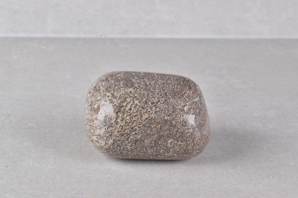 Fossilized Dinosaur Bone Polished from Morocco 4.2 cm # 19755