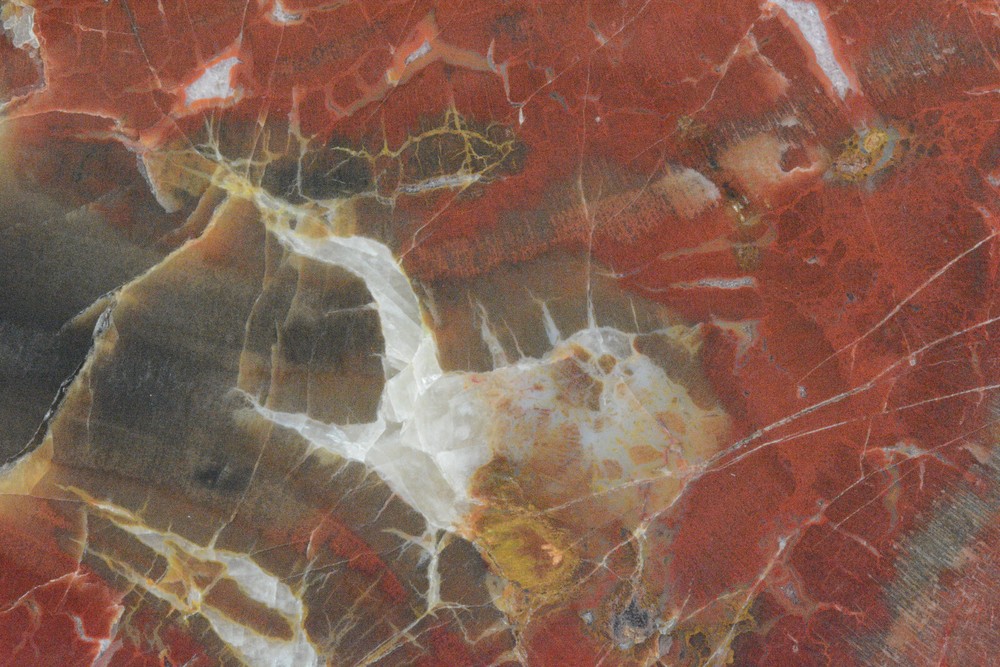 Petrified Wood Circle Cliffs Utah Polished
