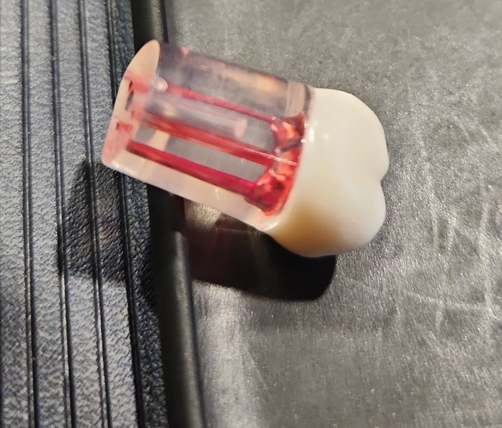 Dental Transparent Root Canal Study Model
