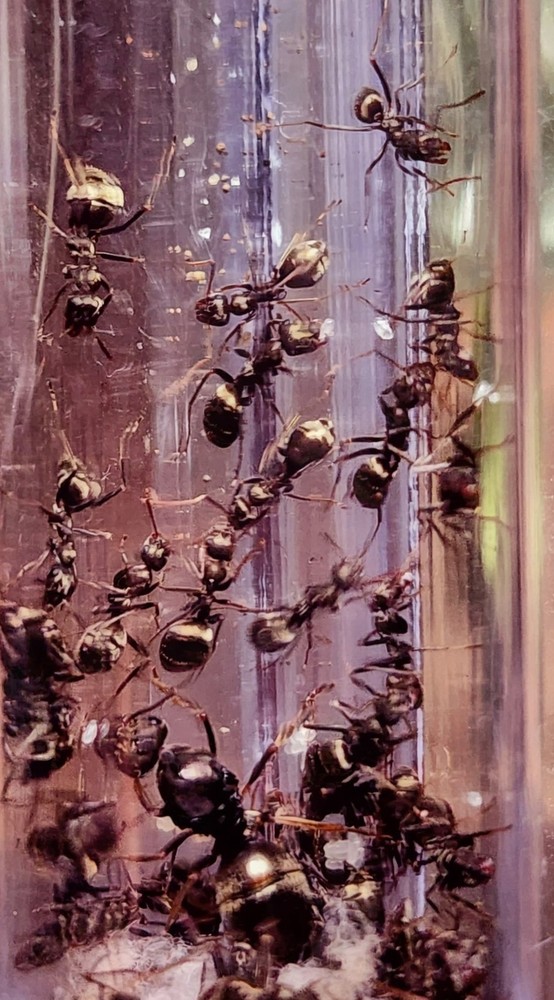 Queen Ant Formica subaenescens