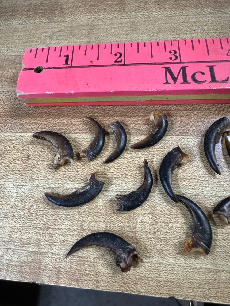 Porcupine Claws 20 Assorted